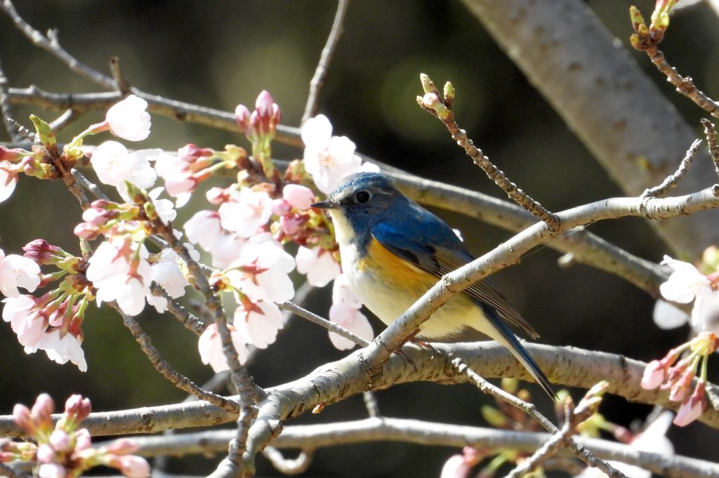 青い鳥 見つけました 画像鮮明化技術のlisr 株式会社 ロジック アンド デザイン